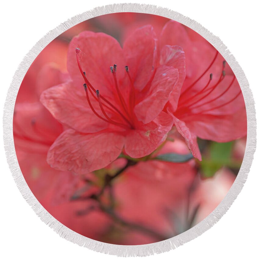  Round Beach Towel featuring the photograph Gentle Red Blooms Of Rhododendron Kaempferi Closeup by Jenny Rainbow