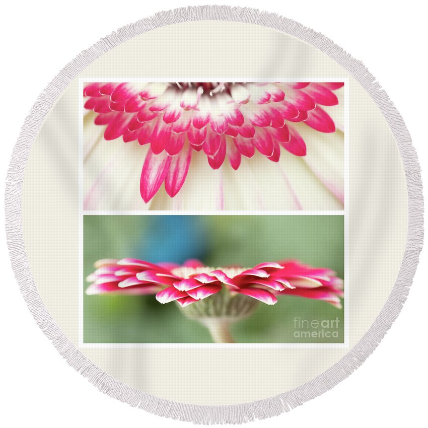 Gerbera Round Beach Towel featuring the photograph Gerbera Duo by Marilyn Cornwell