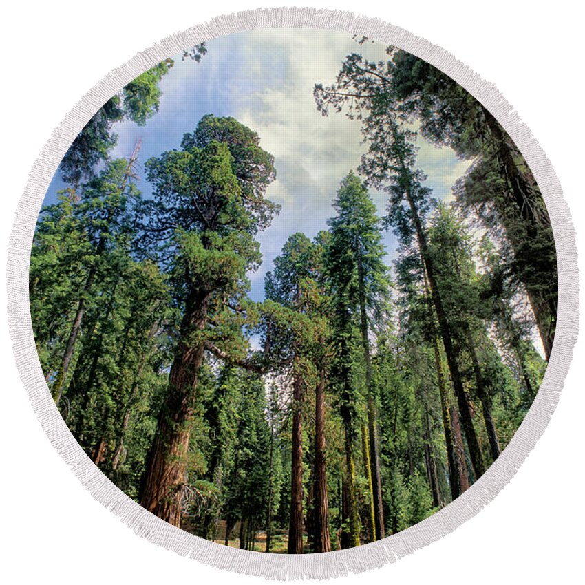 Dave Welling Round Beach Towel featuring the photograph Giant Sequoias Sequoiadendron Gigantium Yosemite by Dave Welling