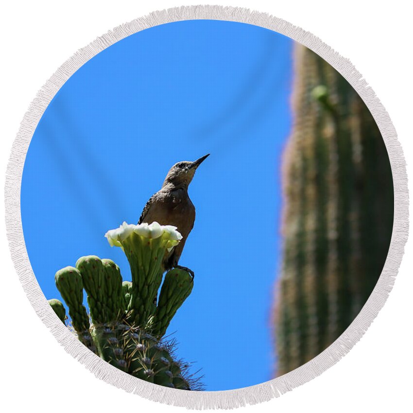 Arizona Round Beach Towel featuring the photograph Gila Woodpecker on Saguaro Cactus by Dawn Richards