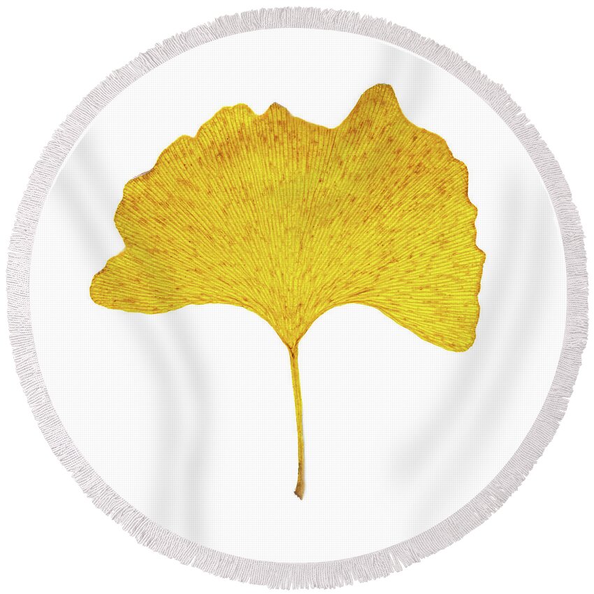 Gingko Round Beach Towel featuring the photograph Gingko 2 by Coral Stengel