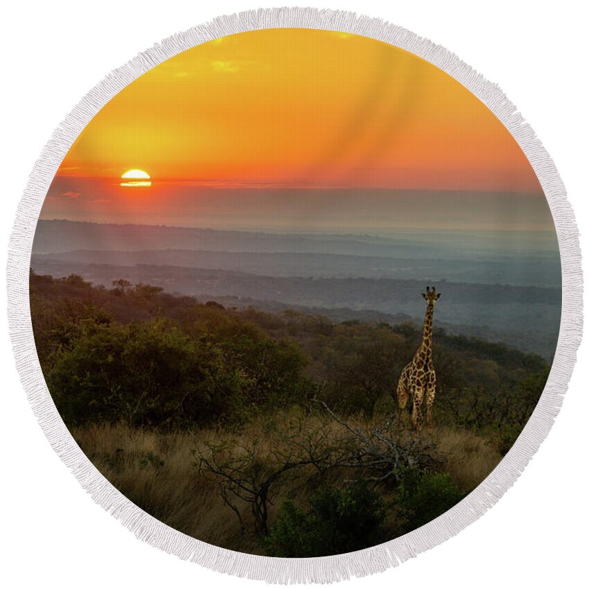 Giraffe Round Beach Towel featuring the photograph African Sunrise #1 by Jamie Pham