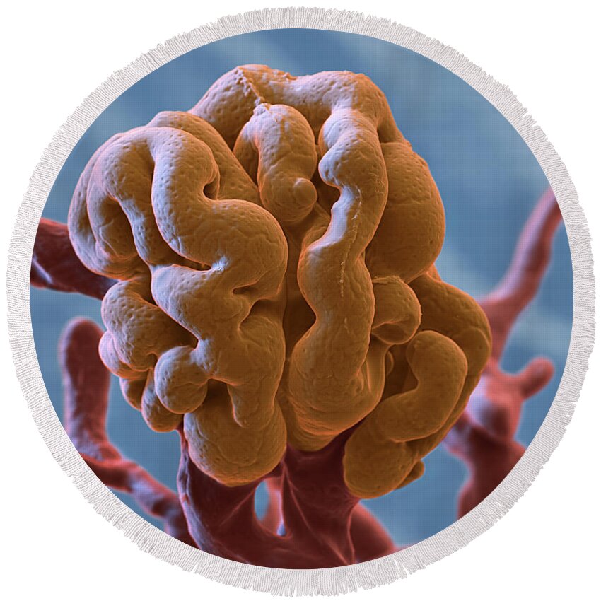 Capillary Round Beach Towel featuring the photograph Glomerulus SEM by Eye of Science