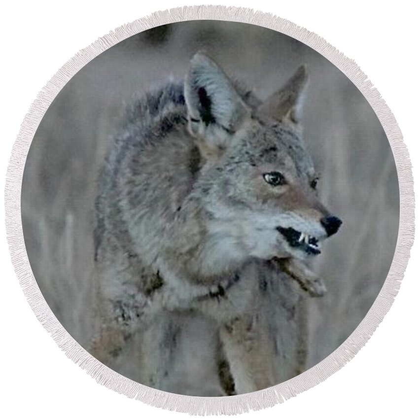 Coyote Round Beach Towel featuring the digital art Go Ahead, Make My Day by Tammy Keyes