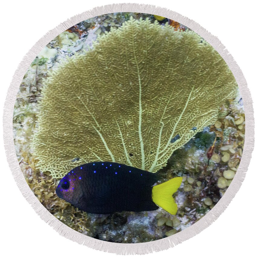 Animals Round Beach Towel featuring the photograph Go Gorgonian by Lynne Browne