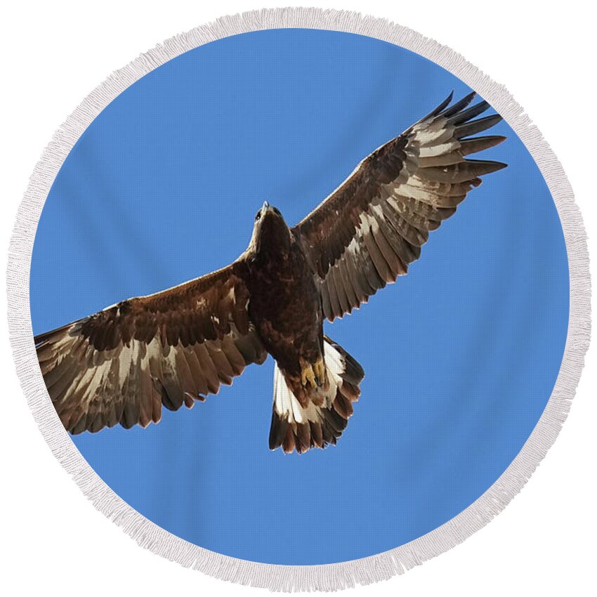 Eagle Round Beach Towel featuring the photograph Golden Eagle by Alan Lenk