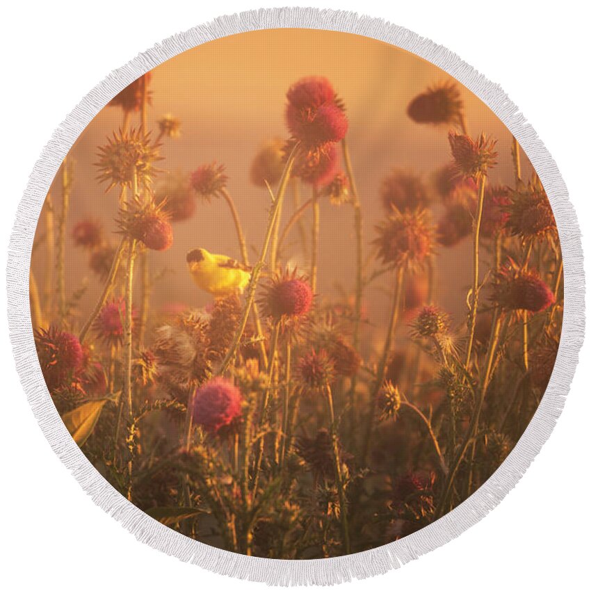 Gold Round Beach Towel featuring the photograph Golden Finch in the Golden Light by Jason Fink