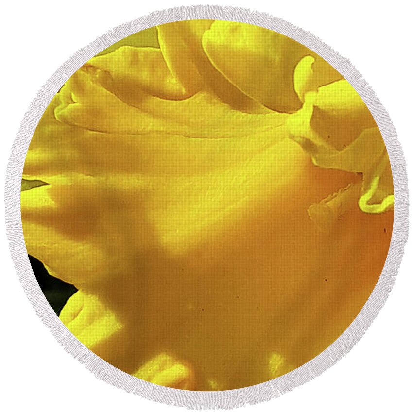 Daffodil Round Beach Towel featuring the photograph Golden Glory by Brenda Kean