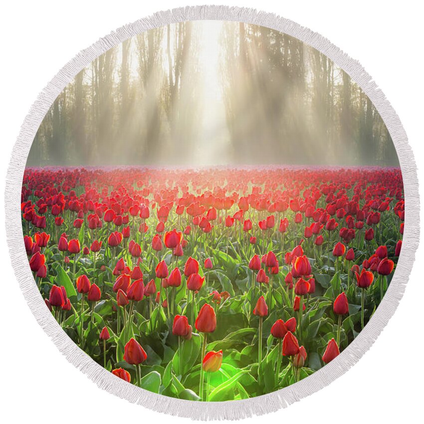 Tulips Round Beach Towel featuring the photograph Golden Hour Tulips by Michael Rauwolf