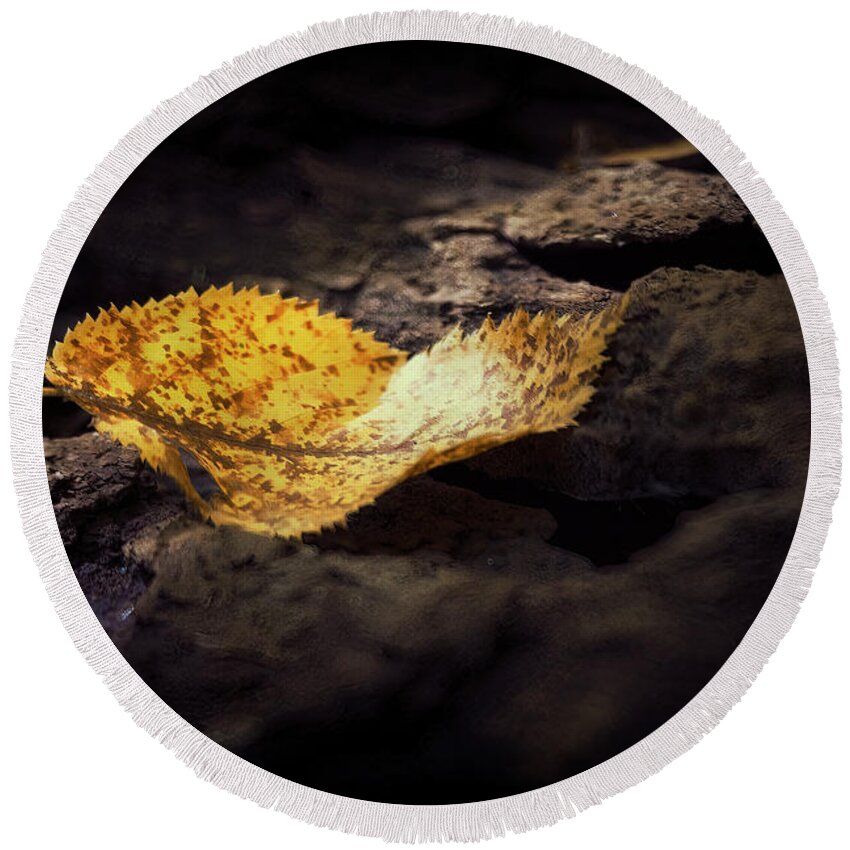 Leaf Round Beach Towel featuring the photograph Golden Ray by RicharD Murphy