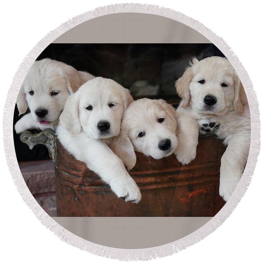 Puppies Round Beach Towel featuring the photograph Golden Retriever Puppies by Rick Wilking