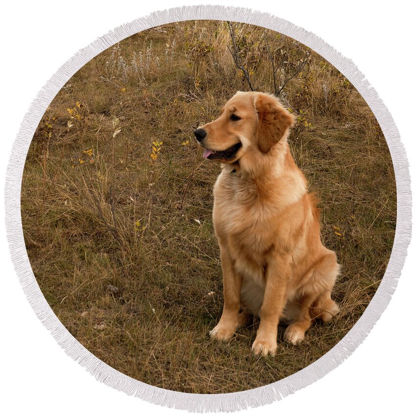 Dog Round Beach Towel featuring the photograph Golden Retriever Smiling by Karen Rispin