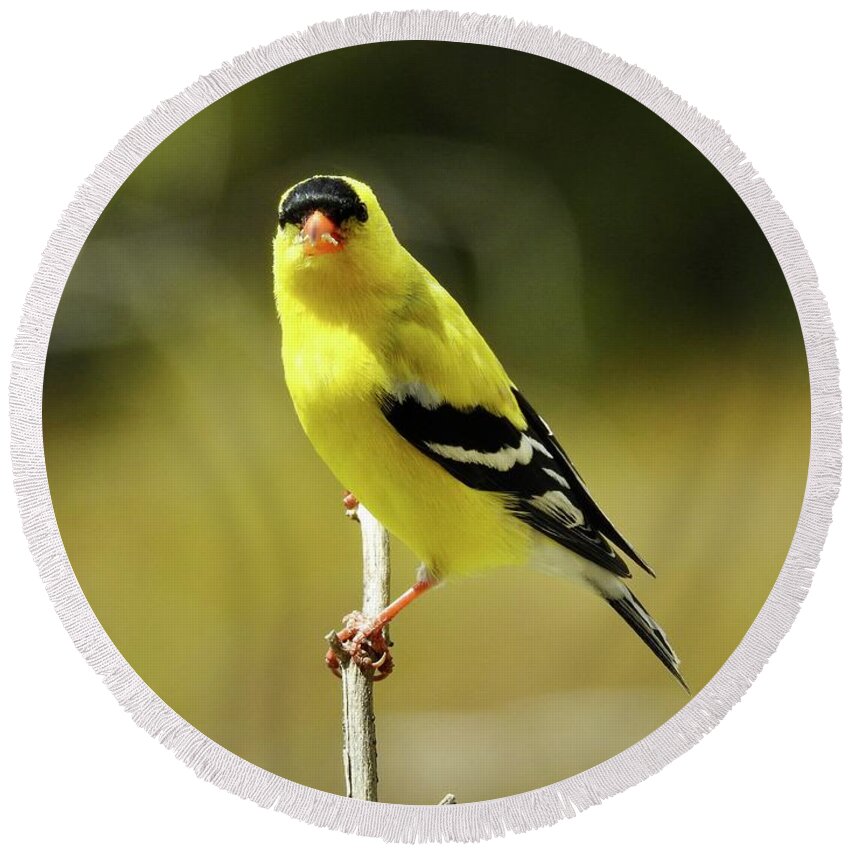 Goldfinch Round Beach Towel featuring the photograph Goldfinch by Nicola Finch