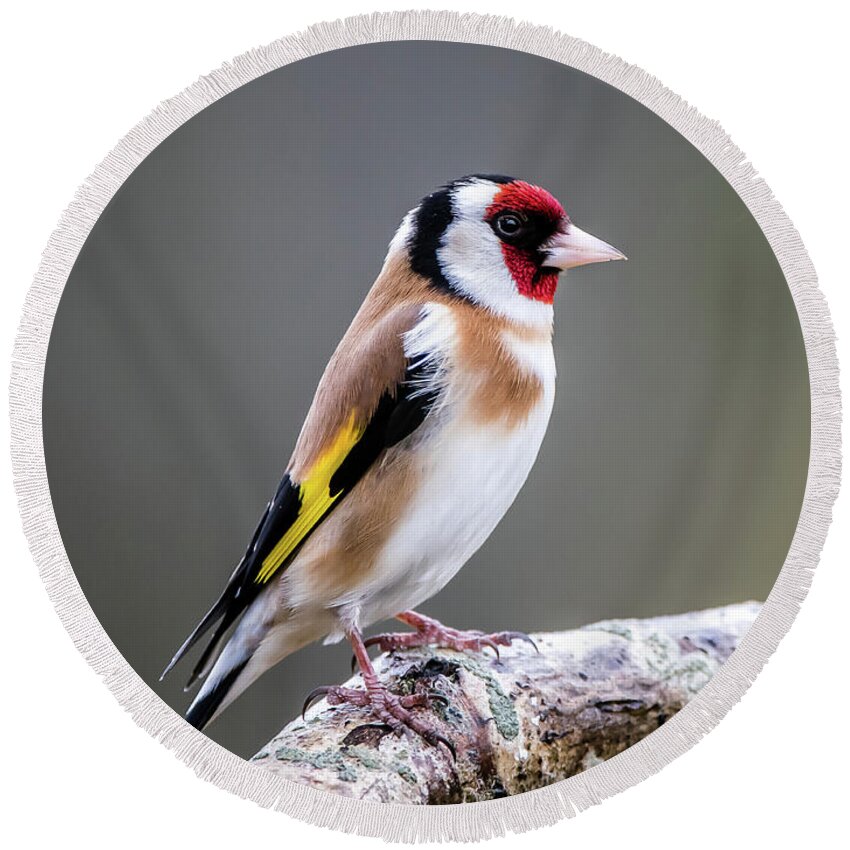 Goldfinch Round Beach Towel featuring the photograph Goldfinch perching on an oak branch by Torbjorn Swenelius