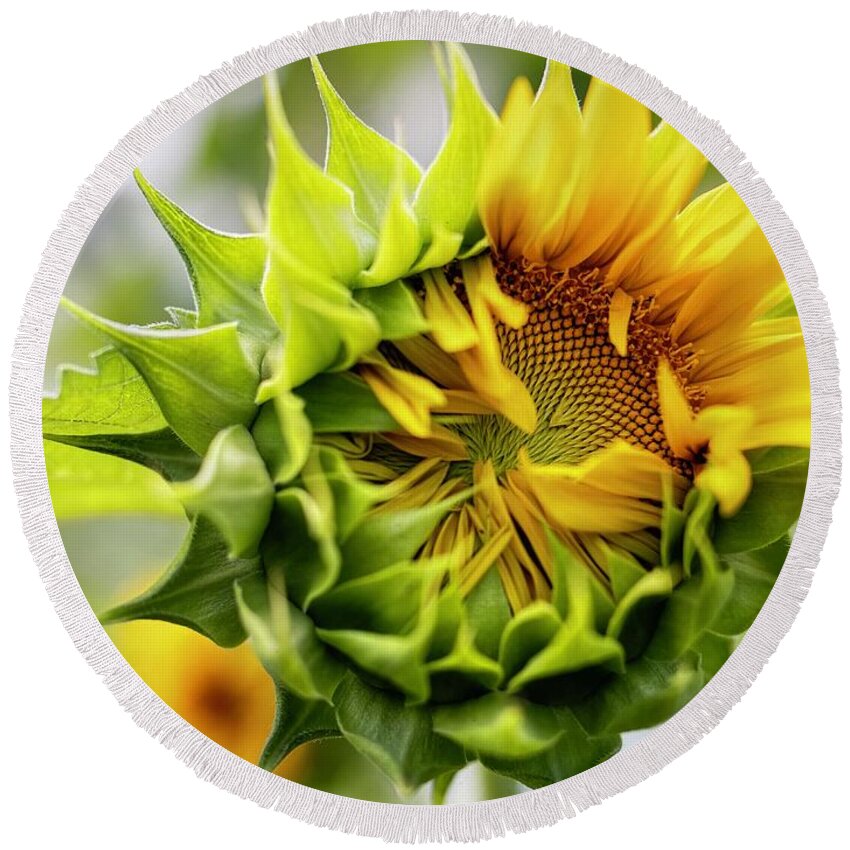 Flower Round Beach Towel featuring the photograph Good morning sunflower by A New Focus Photography