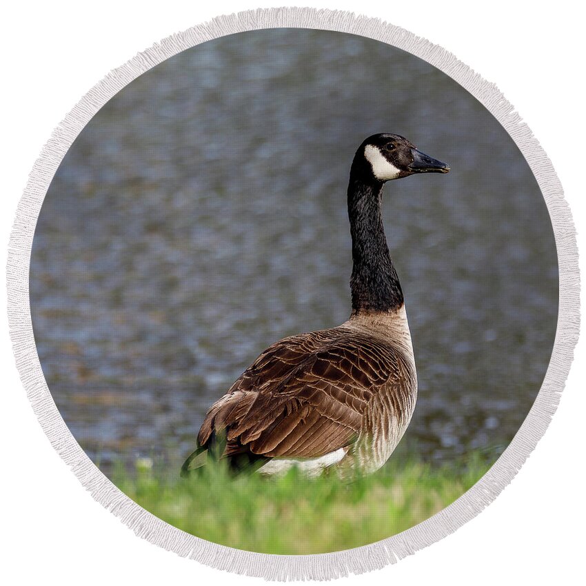Birds Round Beach Towel featuring the photograph Goose by David Beechum