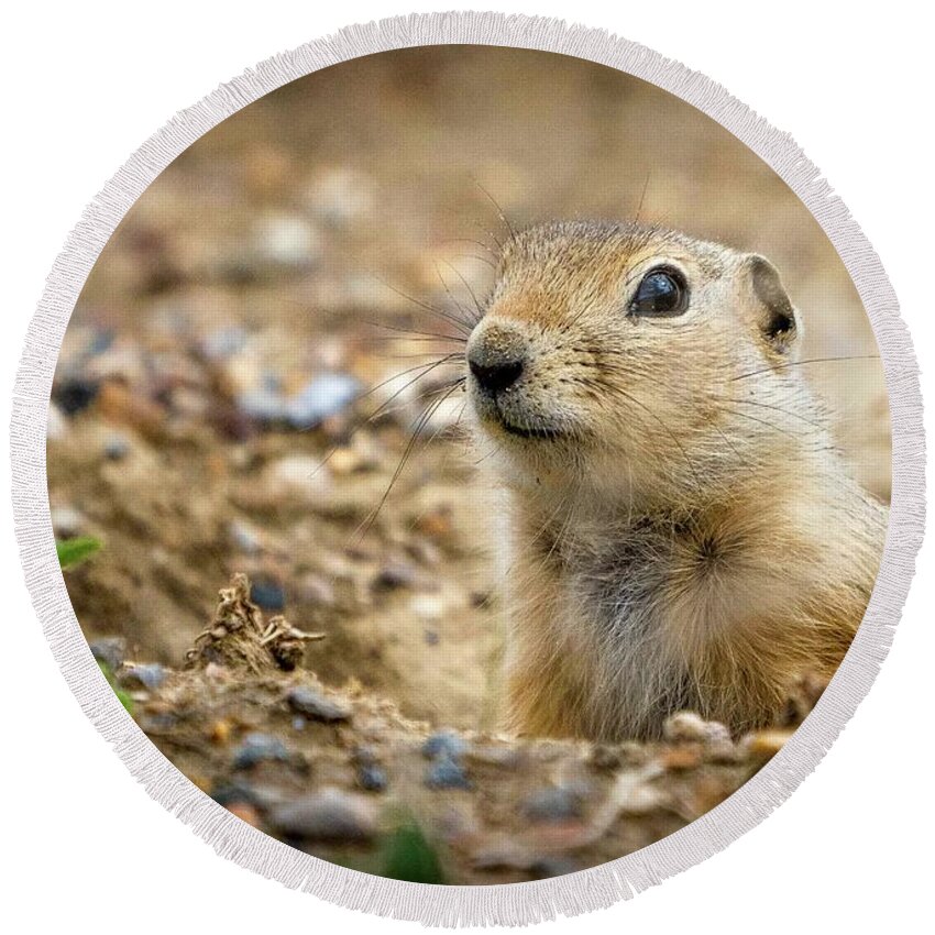 Gopher Round Beach Towel featuring the photograph Gopher by Darcy Dietrich