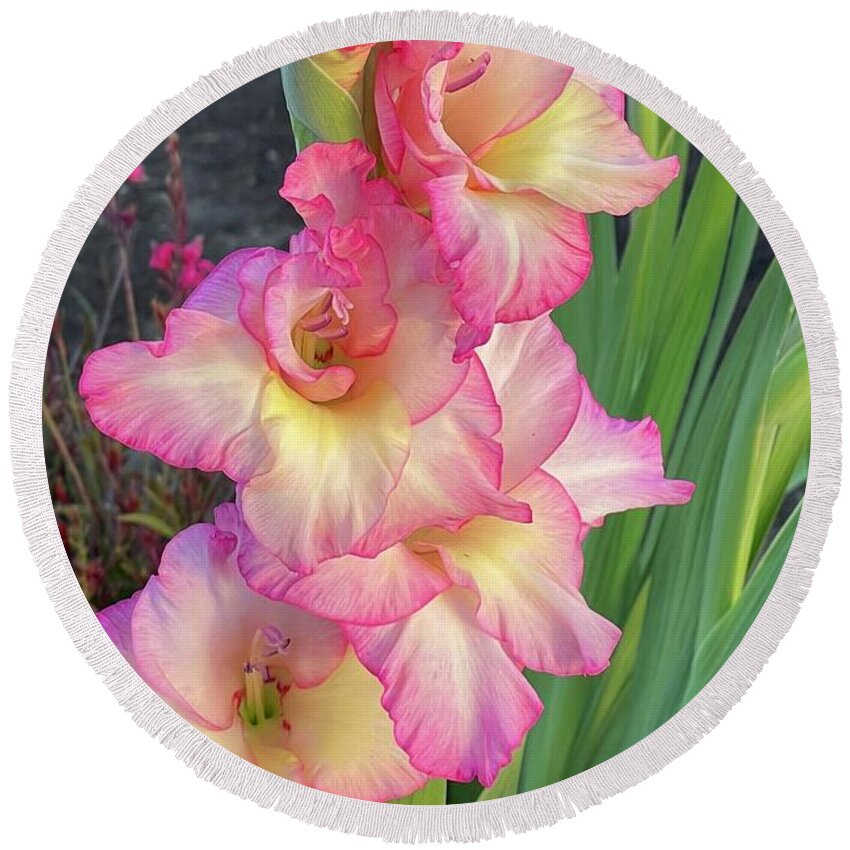 Glads Round Beach Towel featuring the photograph Gorgeous Glads by Carol Groenen