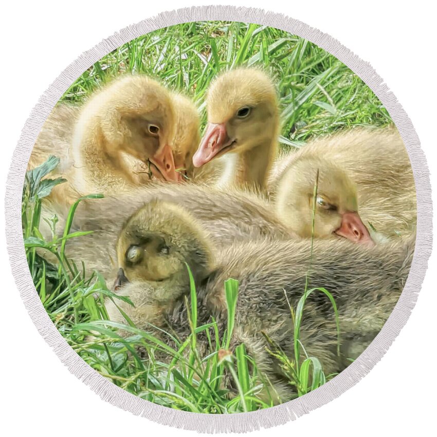 Gosling. Goose Round Beach Towel featuring the photograph Goslings in a Grassy Field by Susan Hope Finley