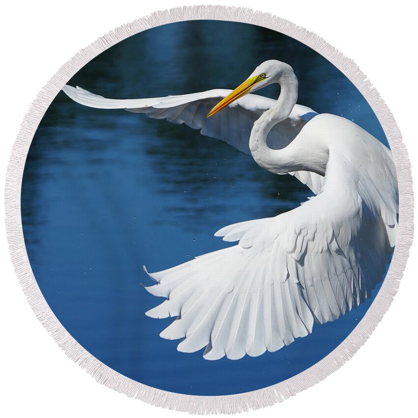 Birds Round Beach Towel featuring the photograph Graceful Great Egret by Larry Marshall