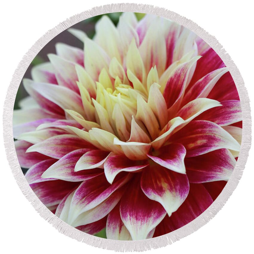 Garden Round Beach Towel featuring the photograph Gracefully Unfolding by Mary Anne Delgado