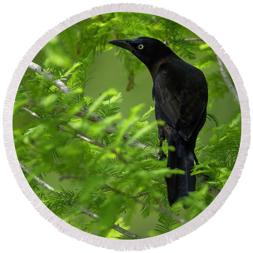 Backyard Round Beach Towel featuring the photograph Grackle Bird by Larry Marshall