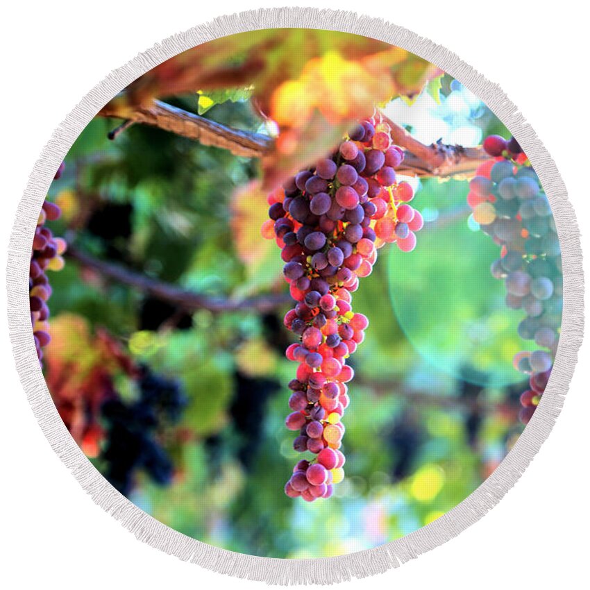 Grapes Round Beach Towel featuring the photograph Grapes on the Vine by Vivian Krug Cotton