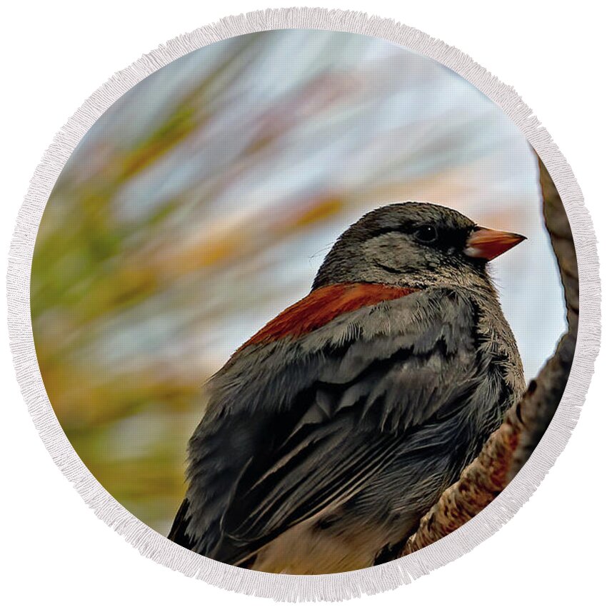 Utah Round Beach Towel featuring the photograph Gray-headed Junco In Red Canyon by Jennifer Robin