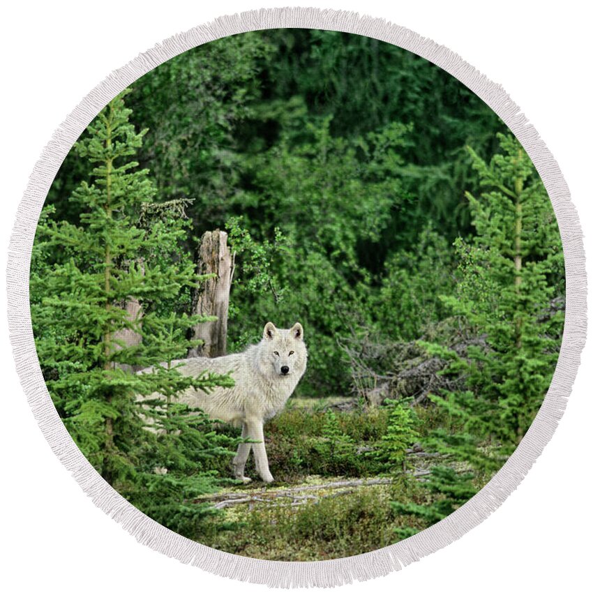 Davw Welling Round Beach Towel featuring the photograph Gray Wolf In Taiga Forest Northwest Territories Canada by Dave Welling