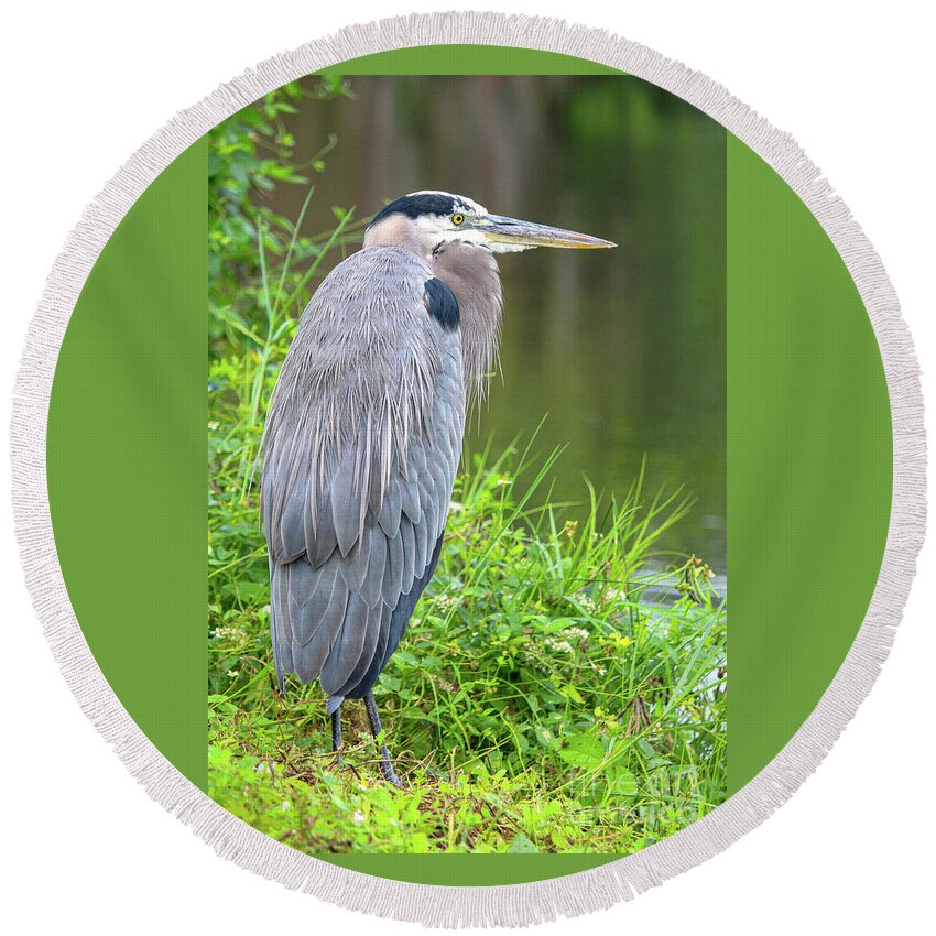  Round Beach Towel featuring the photograph Great Blue Heron at the Venice Rookery, FL by Joanne Carey