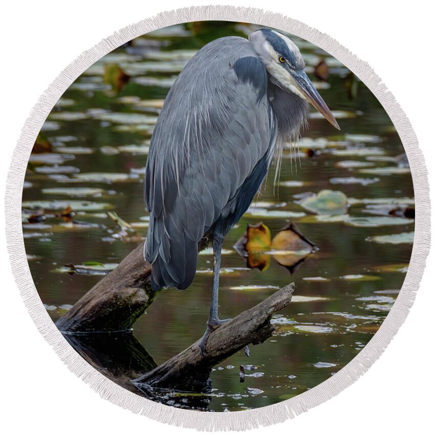 Gbh Round Beach Towel featuring the photograph Great Blue Heron by Bill Ray
