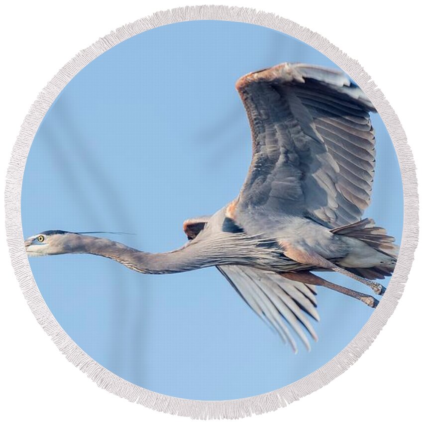 Great Blue Heron Round Beach Towel featuring the photograph Great Blue Heron Flying with its Wings Spread by Puttaswamy Ravishankar