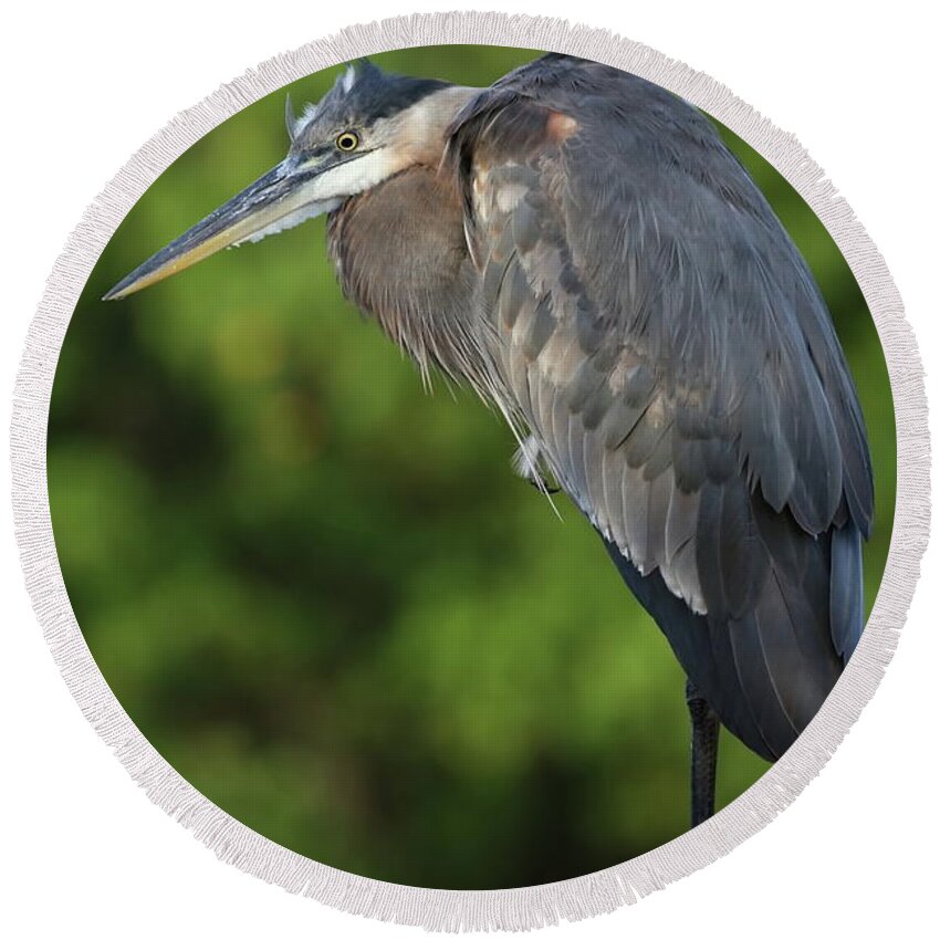 Blue Heron Round Beach Towel featuring the photograph Great Blue Heron in Early Morning by Mingming Jiang