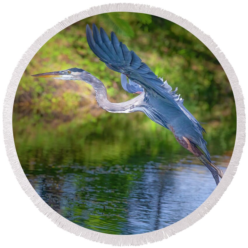 Great Blue Heron Round Beach Towel featuring the photograph Great Blue Heron Takes Flight by Mark Andrew Thomas