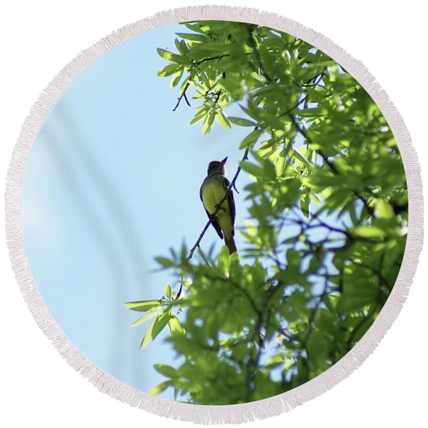  Round Beach Towel featuring the photograph Great Crested Gnatcatcher by Heather E Harman