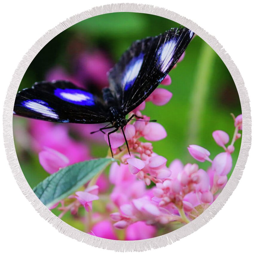 Arizona Round Beach Towel featuring the photograph Great Eggfly Butterfly on Pink Flowers by Dawn Richards