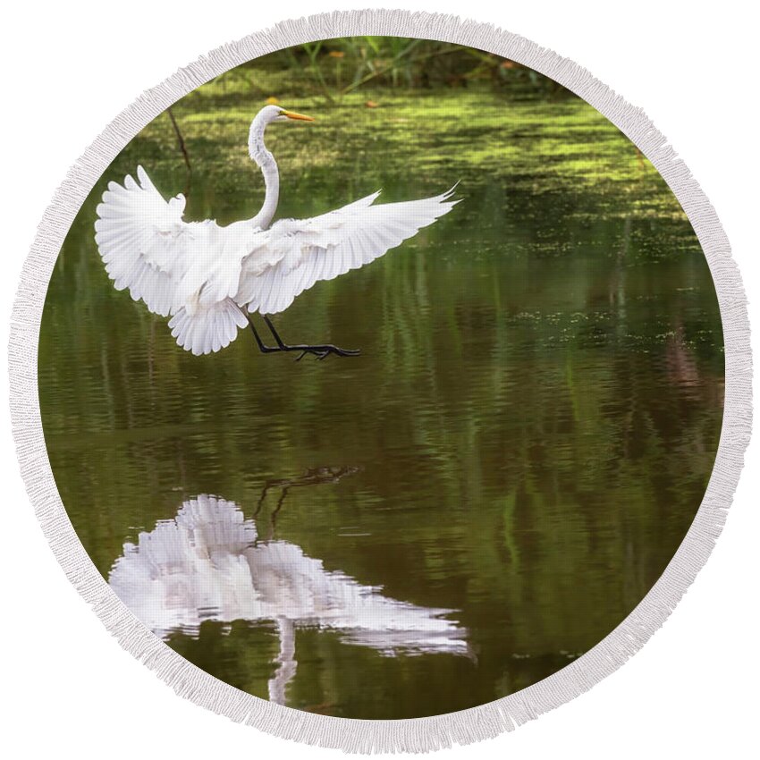 Bird Round Beach Towel featuring the photograph Great Egret Landing - Crab Orchard Lake by Susan Rissi Tregoning