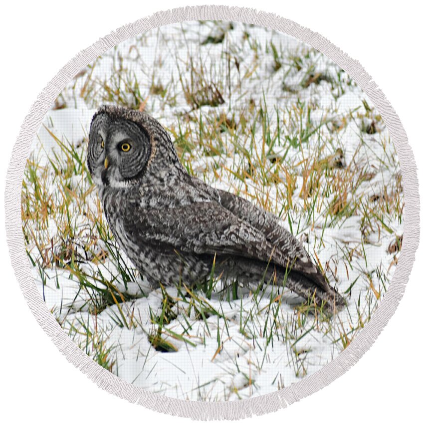 Great Gray Owl Round Beach Towel featuring the photograph Great Gray Owl in Snow by Dorrene BrownButterfield