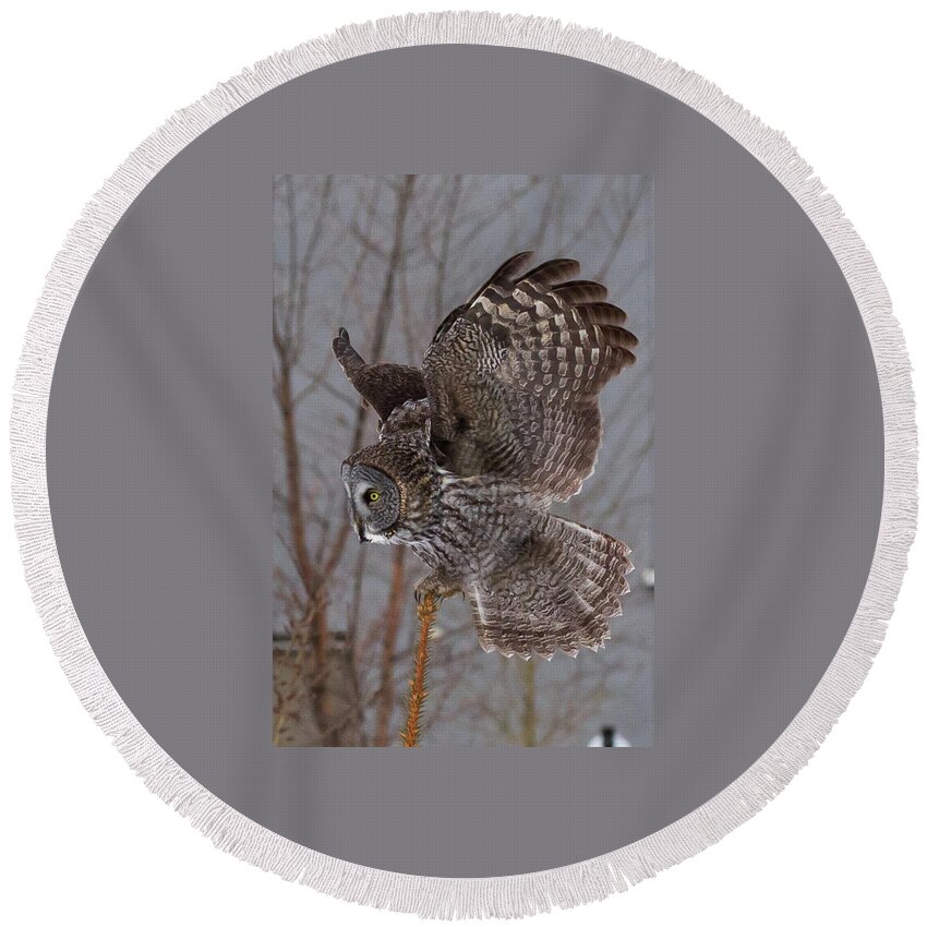 Sax Zim Bog Round Beach Towel featuring the photograph Great Gray Owl by Paul Schultz