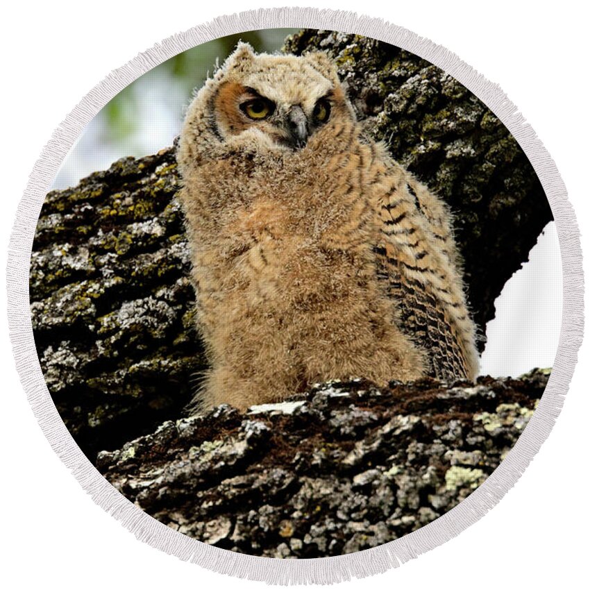  Bubo Virginianus Round Beach Towel featuring the photograph Great Horn Owlet Portrait - Bubo virginianus by Amazing Action Photo Video