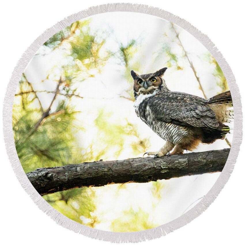 Owl Round Beach Towel featuring the photograph Great Horned Owl in the Croatan National Forest by Bob Decker