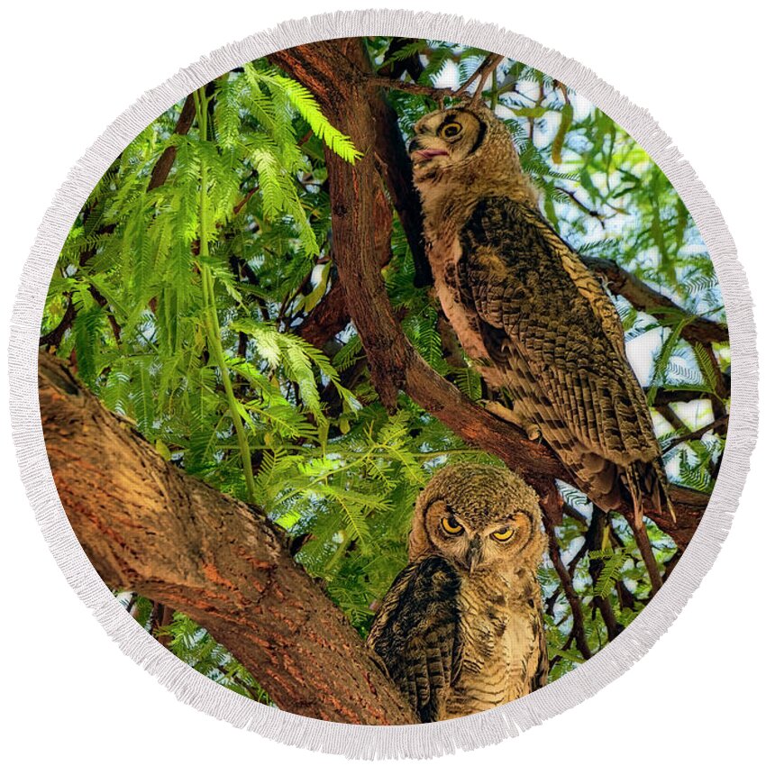Owl Round Beach Towel featuring the photograph Great Horned Owls v24156 by Mark Myhaver
