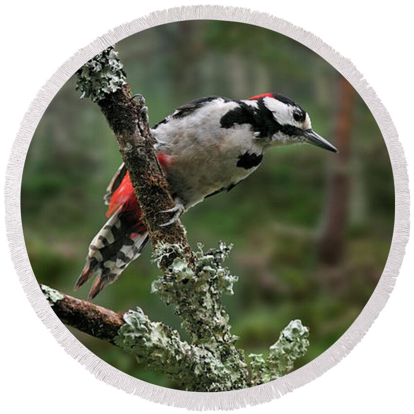 Great Spotted Woodpecker Round Beach Towel featuring the photograph Great Spotted Woodpecker in Pine Forest by Arterra Picture Library