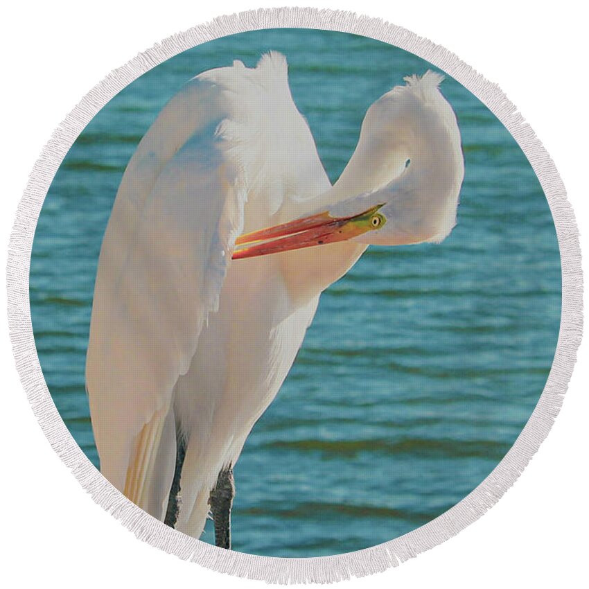 Egret Round Beach Towel featuring the photograph Great White Egret preening in sunshine. by Joanne Carey