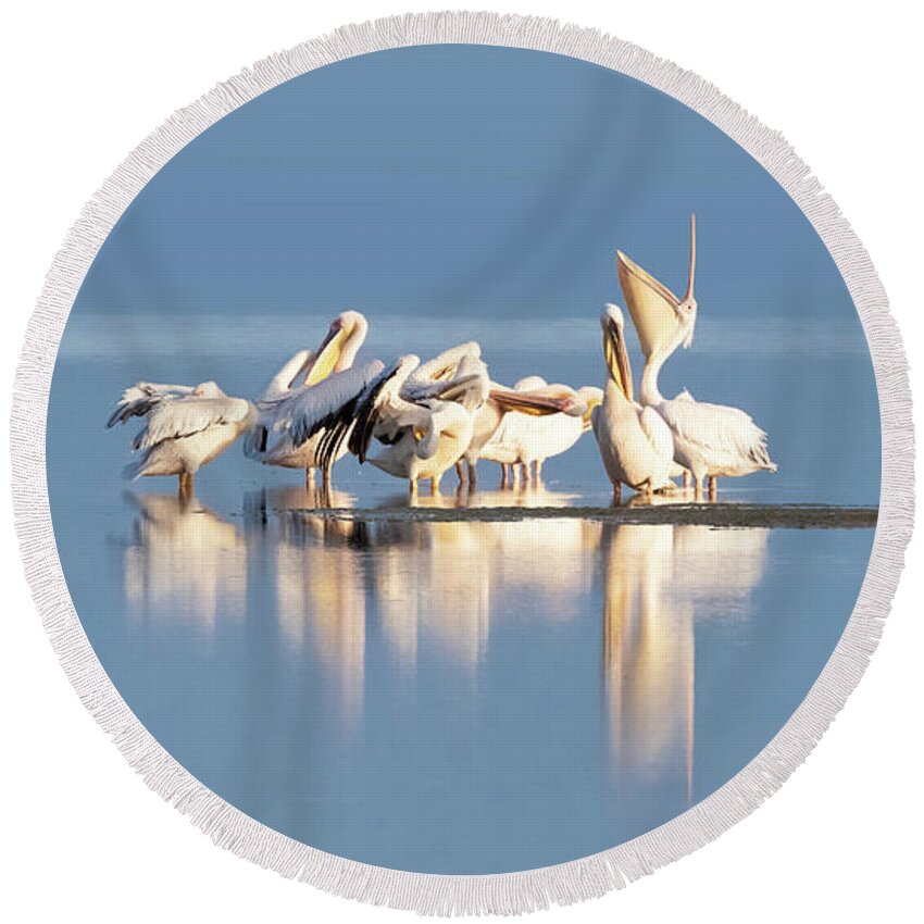 White Round Beach Towel featuring the photograph Great white pelican group on the blue waters of a lake in Ambose by Jane Rix