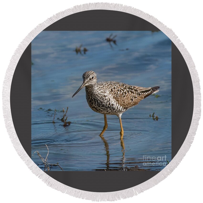 Greater Yellowlegs Round Beach Towel featuring the photograph Greater Yellowlegs at Nisqually River Delta by Nancy Gleason