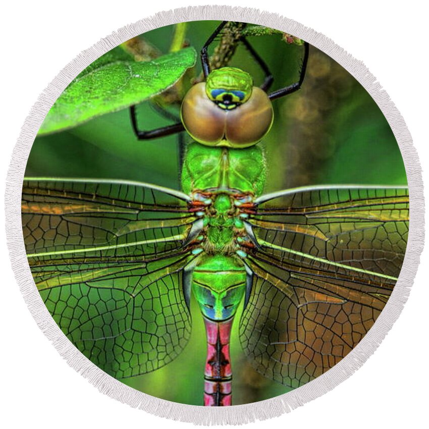 Insect Round Beach Towel featuring the photograph Green Darner Dragonfly Closeup by Dale Kauzlaric