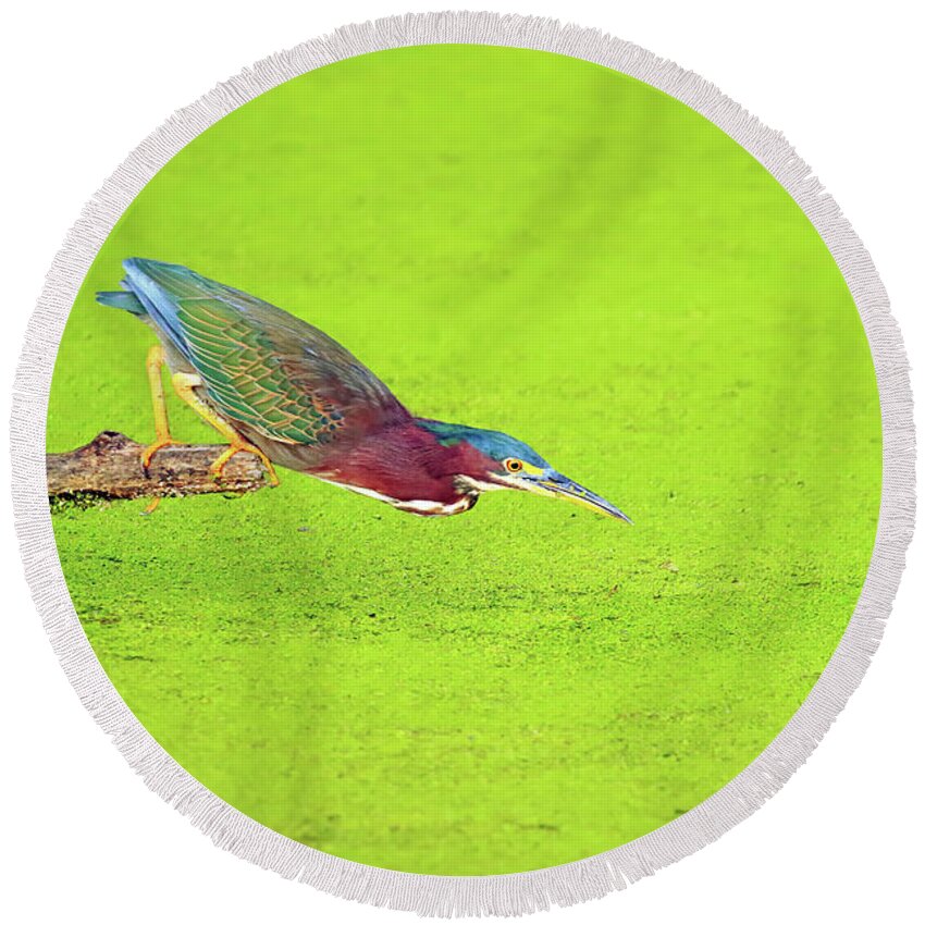 Green Heron Round Beach Towel featuring the photograph Green Heron Ready to Strike by Shixing Wen