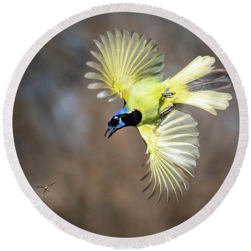 Green Jays Round Beach Towel featuring the photograph Green Jay chasing Wasp by Judi Dressler