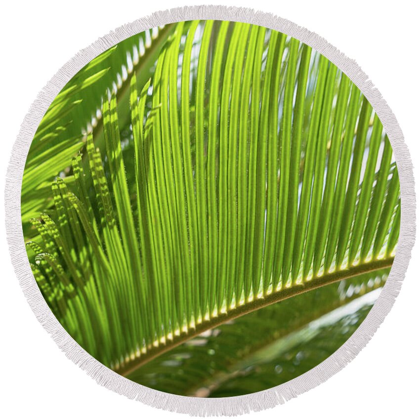 Palm Fern Round Beach Towel featuring the photograph Green palm fern and Mediterranean sunlight by Adriana Mueller